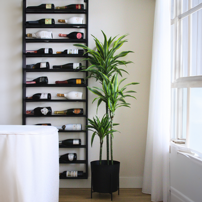 Dracaena Drachenbaum - Dracaena 'Lemon Lime' - Höhe 130-140Cm - ⌀24Cm 