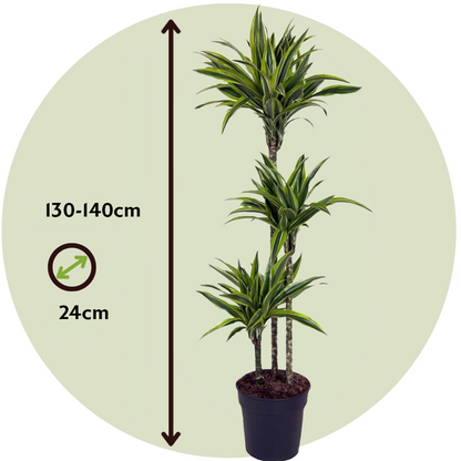 Dracaena Drachenbaum - Dracaena 'Lemon Lime' - Höhe 130-140Cm - ⌀24Cm 