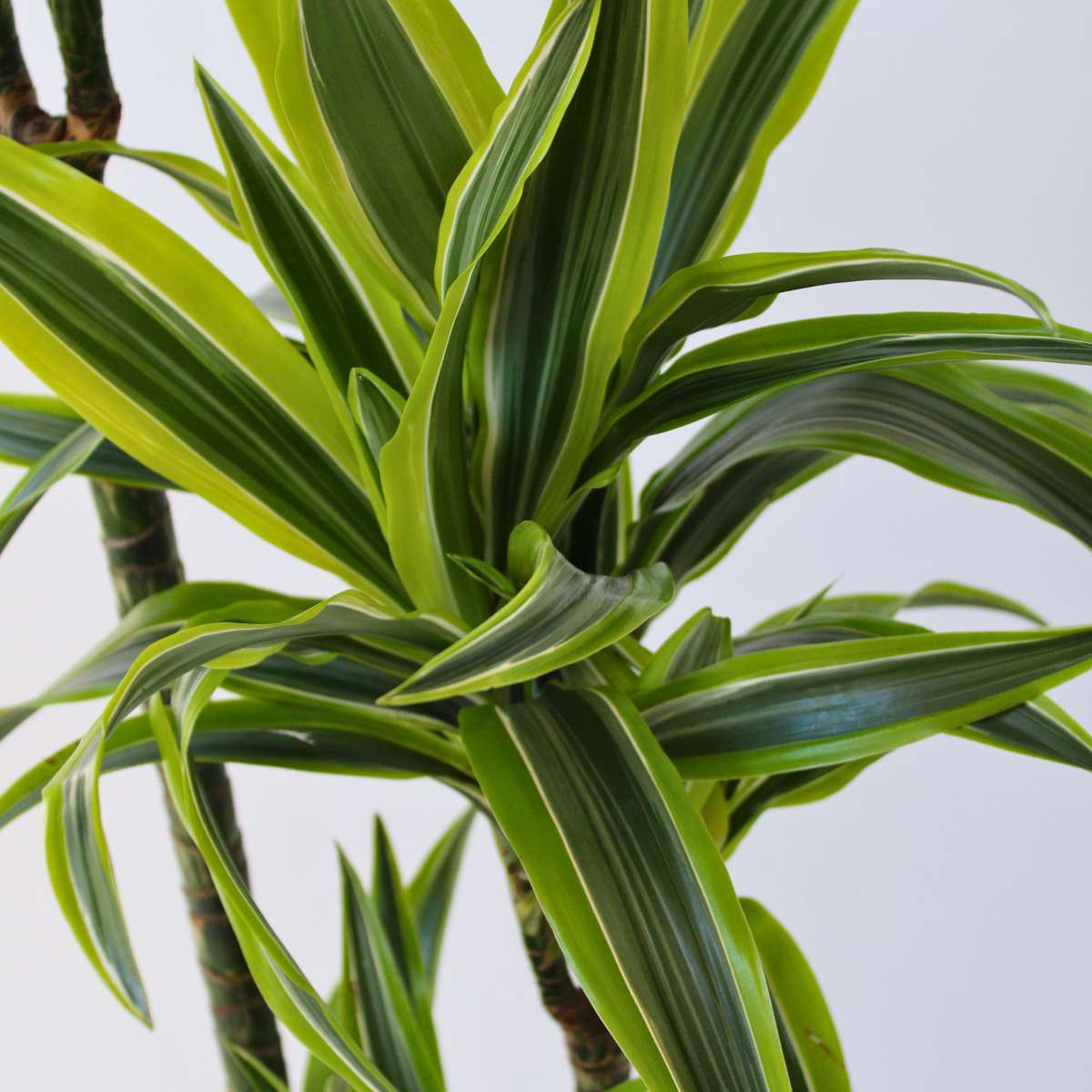 Dracaena Drachenbaum - Dracaena 'Lemon Lime' - Höhe 130-140Cm - ⌀24Cm 