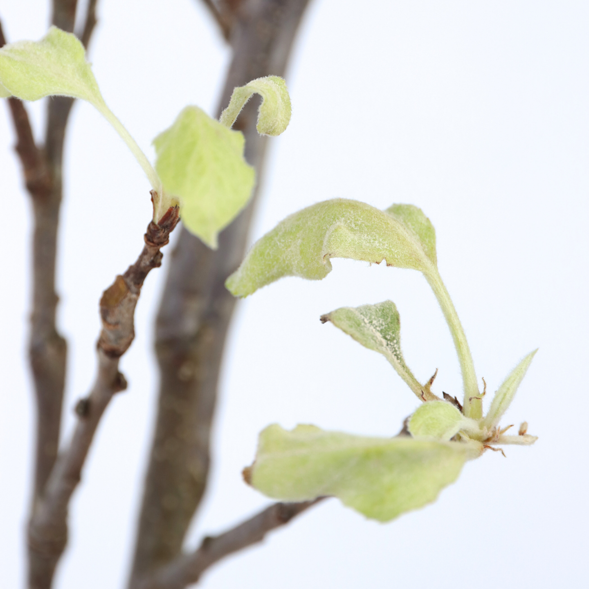 Fruit Trees Apfelbaum - Malus Domestica 'Elstar' - Höhe 90-100Cm - ⌀21Cm 