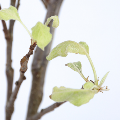Fruit Trees Apfelbaum - Malus Domestica 'Elstar' - Höhe 90-100Cm - ⌀21Cm 