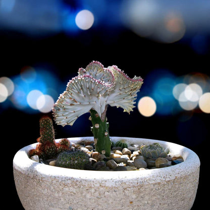 Cactus Cowboy-Kaktus - 2 Stk - Euphorbia 'Lactea' - Höhe 25-30Cm - ⌀12Cm 
