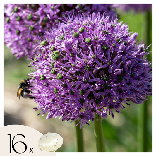 Alliumzwiebeln - 16 Stk - Allium 'Gladiator' - Blumenzwiebeln - Lila 