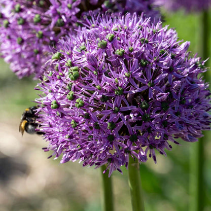 Alliumzwiebeln - 16 Stk - Allium 'Gladiator' - Blumenzwiebeln - Lila 