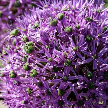Alliumzwiebeln - 16 Stk - Allium 'Gladiator' - Blumenzwiebeln - Lila 