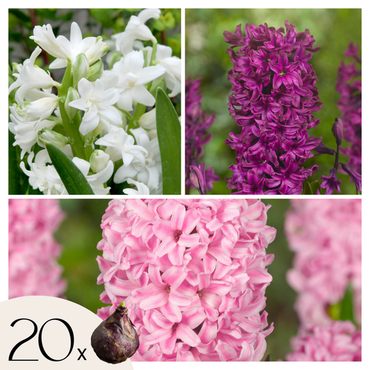 Hyacinth Hyazinthenzwiebeln - 20 Stk - Hyacinthus - Blumenzwiebeln - Mehrfarbig 