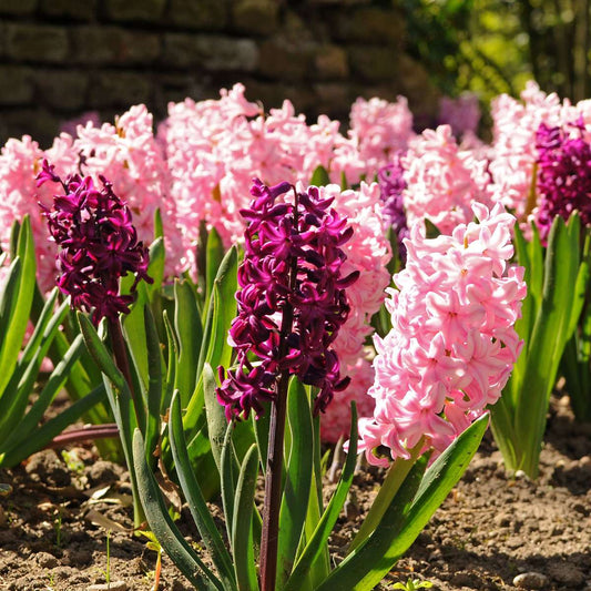 Hyacinth Hyazinthenzwiebeln - 20 Stk - Hyacinthus - Blumenzwiebeln - Mehrfarbig 