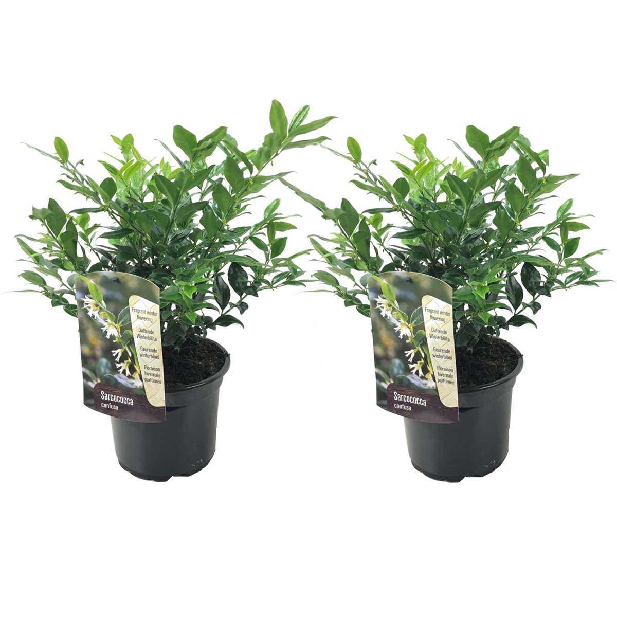Other Shrubs Kaukasus Schneeball - 2 Stk - Sarcococca 'Confusa' - Höhe 30-40Cm - ⌀17Cm 