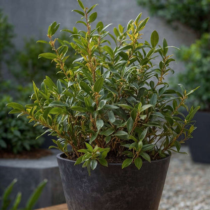 Other Shrubs Kaukasus Schneeball - 2 Stk - Sarcococca 'Confusa' - Höhe 30-40Cm - ⌀17Cm 
