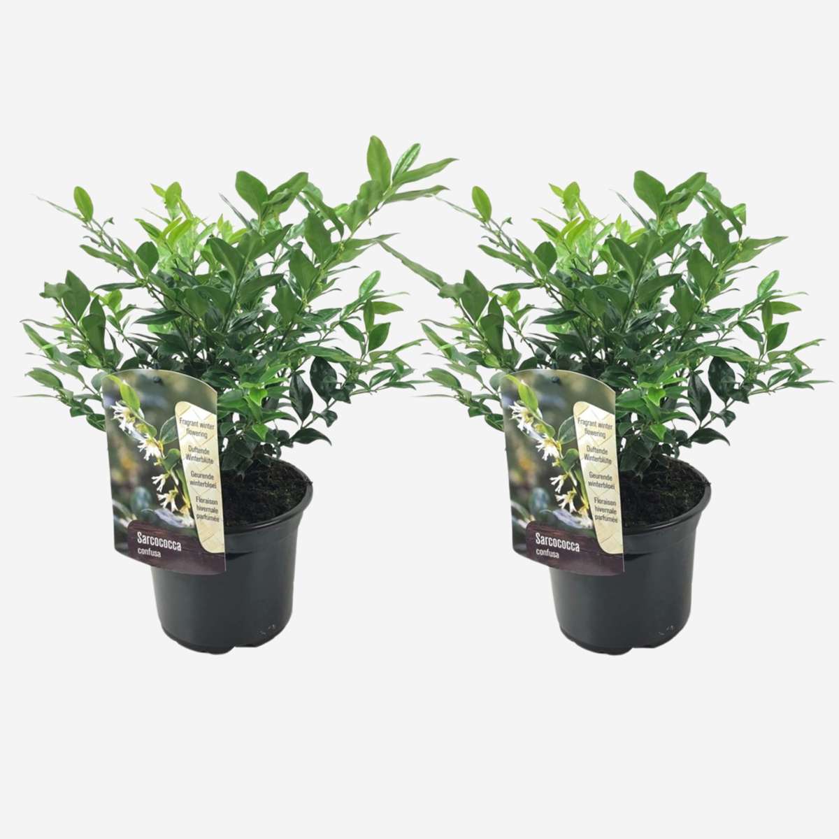 Other Shrubs Kaukasus Schneeball - 2 Stk - Sarcococca 'Confusa' - Höhe 30-40Cm - ⌀17Cm 