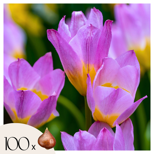 Tulip Tulpenzwiebeln - 100 Stk - Tulipa 'Lilac Wonder' - Blumenzwiebeln - Mehrfarbig 