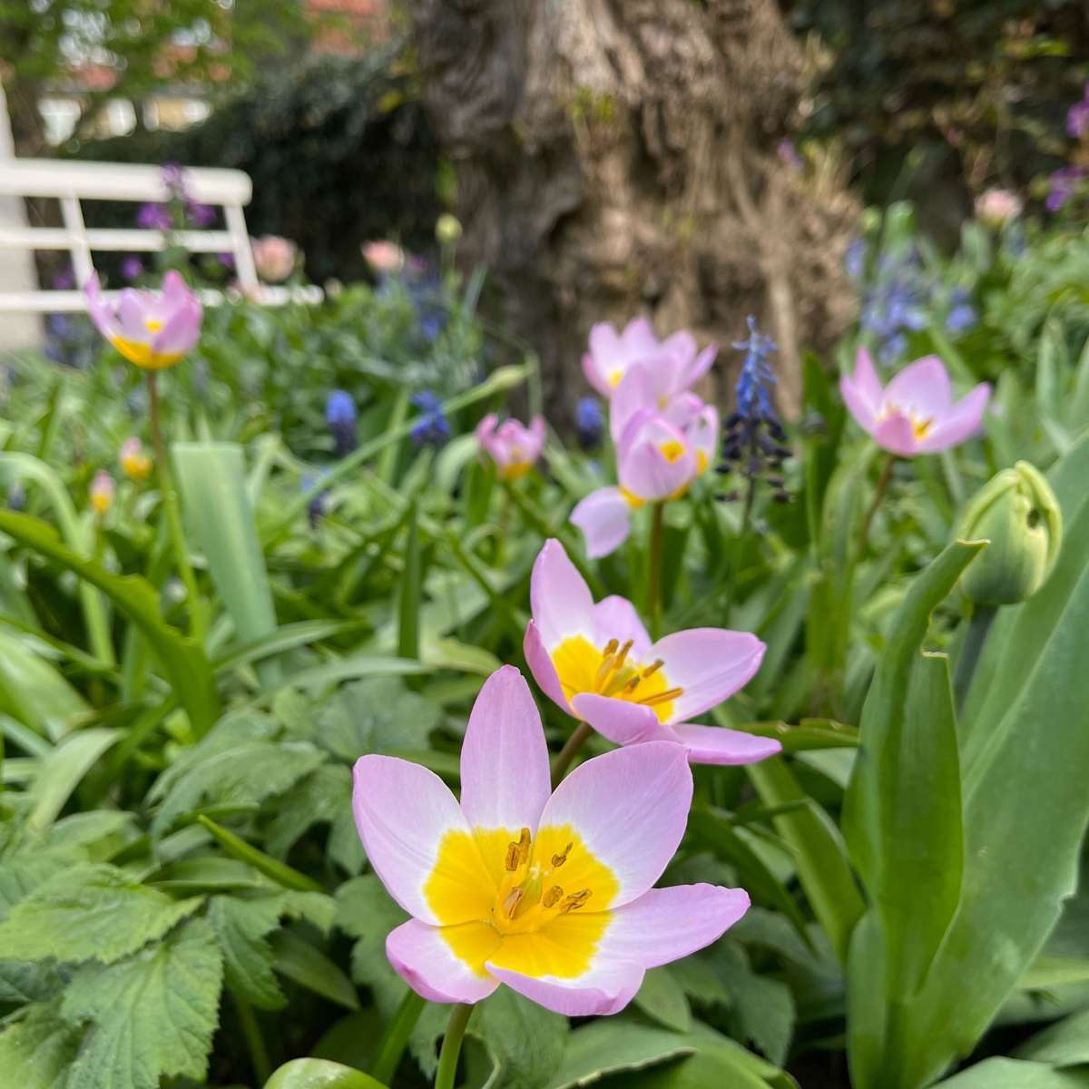 Tulip Tulpenzwiebeln - 100 Stk - Tulipa 'Lilac Wonder' - Blumenzwiebeln - Mehrfarbig 