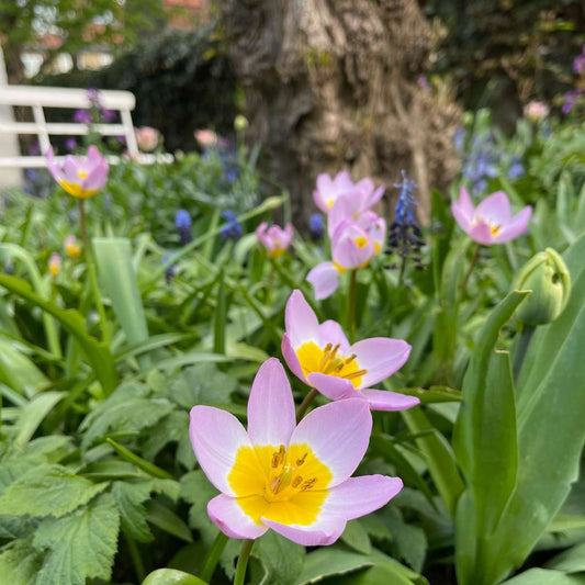 Tulip Tulpenzwiebeln - 100 Stk - Tulipa 'Lilac Wonder' - Blumenzwiebeln - Mehrfarbig 