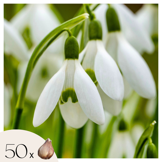 Other Types Of Flower Bulbs Schneeglöckchen - 50 Stk - Galanthus Elwesii - Blumenzwiebeln - Weiß 