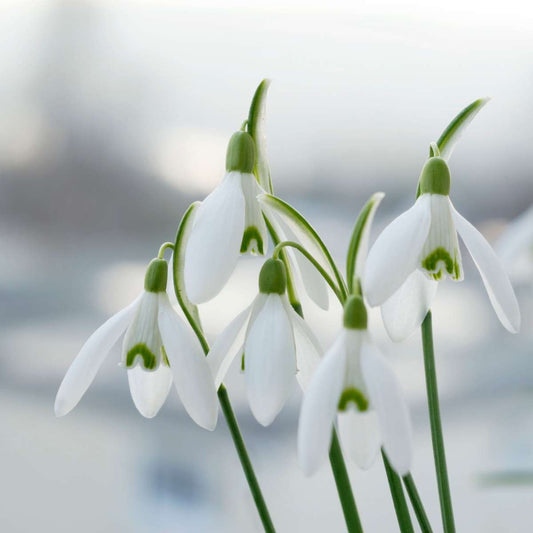 Other Types Of Flower Bulbs Schneeglöckchen - 50 Stk - Galanthus Elwesii - Blumenzwiebeln - Weiß 