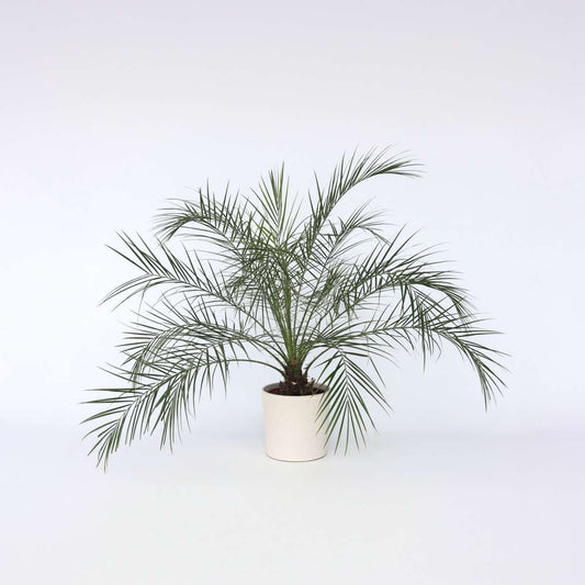Indoor Palms Zwergdattelpalme - Phoenix Roebelenii - Höhe 80-90Cm - ⌀21Cm 