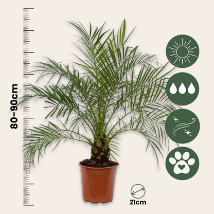 Indoor Palms Zwergdattelpalme - Phoenix Roebelenii - Höhe 80-90Cm - ⌀21Cm 
