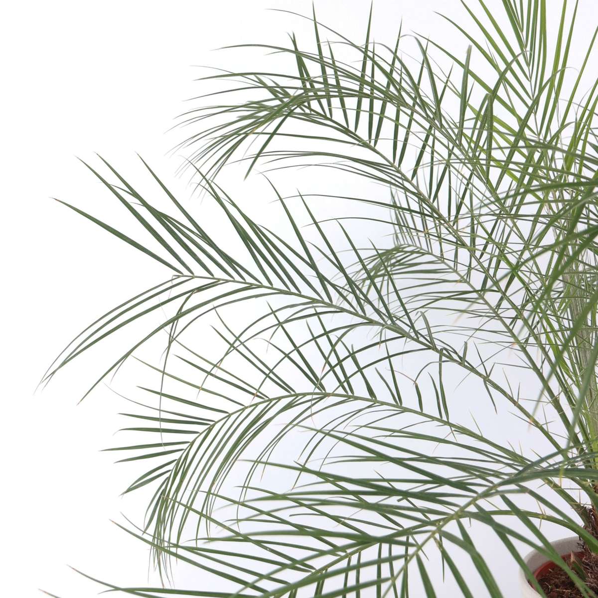 Indoor Palms Zwergdattelpalme - Phoenix Roebelenii - Höhe 80-90Cm - ⌀21Cm 