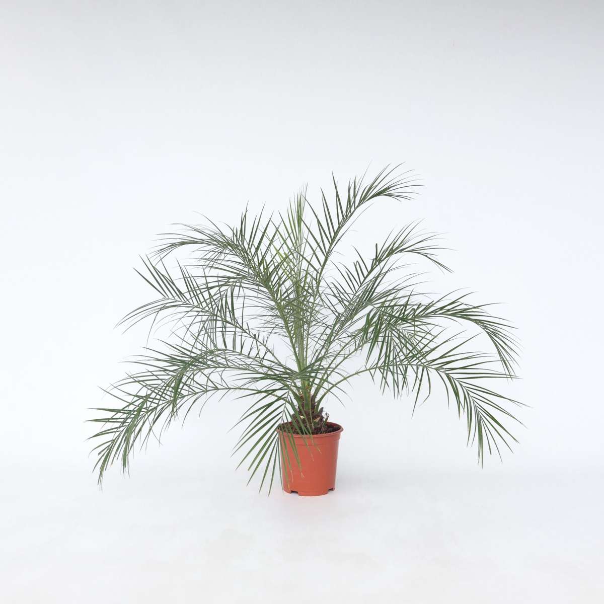 Indoor Palms Zwergdattelpalme - Phoenix Roebelenii - Höhe 80-90Cm - ⌀21Cm 