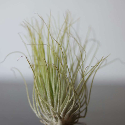 Tillandsia Tillandsien - 3 Stk - Tillandsia - Höhe 30-35Cm 