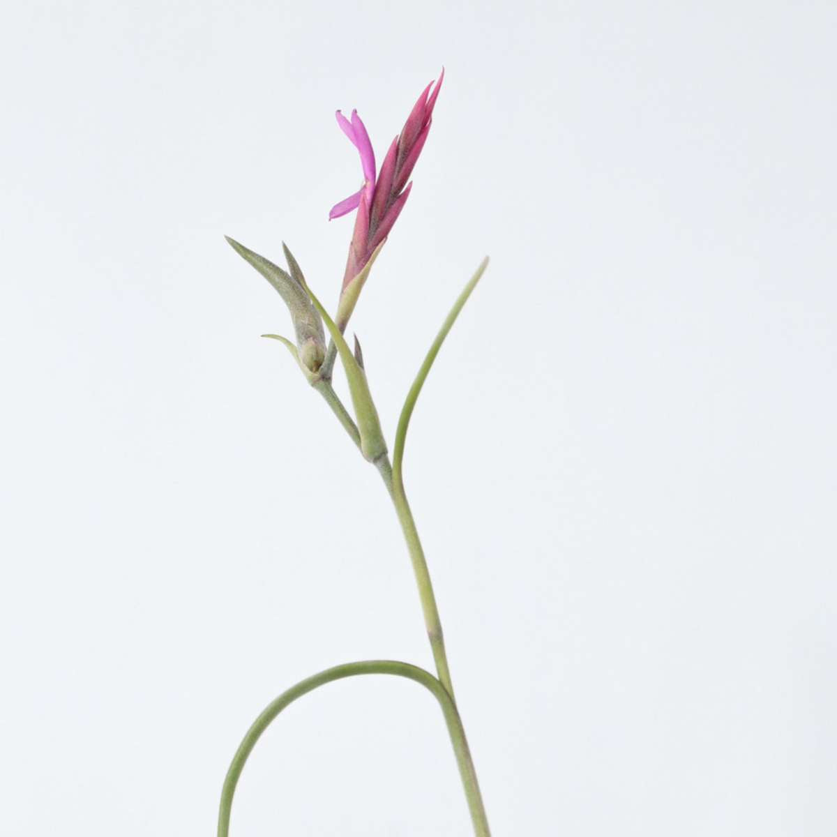 Tillandsia Tillandsien - 3 Stk - Tillandsia - Höhe 30-35Cm 