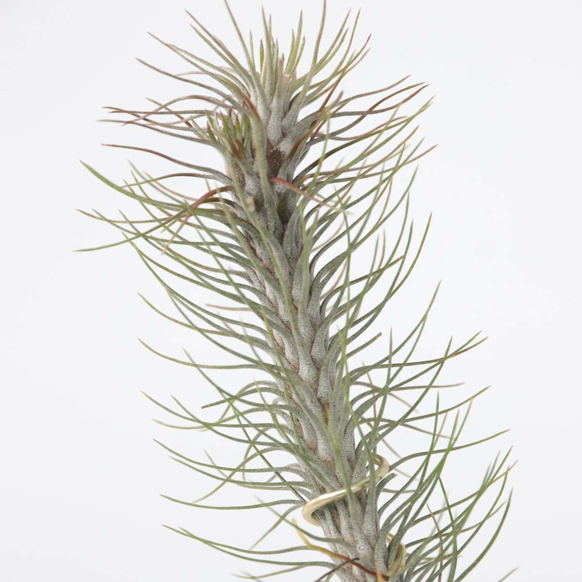 Tillandsia Tillandsien - 3 Stk - Tillandsia - Höhe 30-35Cm 