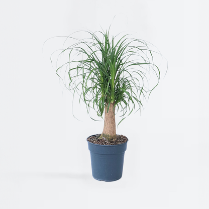 Other Green Houseplants Elefantenfuß - Beaucarnea 'Recurvata' - Höhe 60-70Cm - ⌀21Cm 