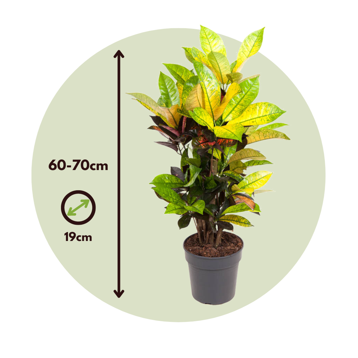 Other Green Houseplants Kroton - Codiaeum Variegatum 'Mrs. Iceton' - Höhe 60-70Cm - ⌀19Cm 