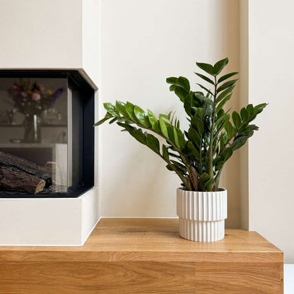 Other Green Houseplants Glücksfeder - Zamioculcas Emerald - Höhe 70-80Cm - ⌀21Cm 