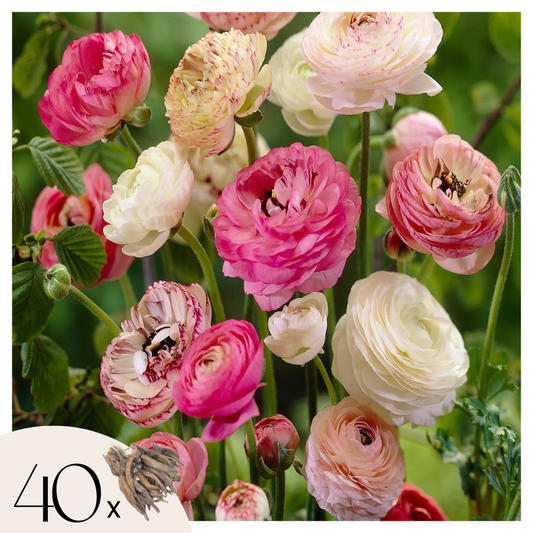 Other Types Of Flower Bulbs Ranunkeln - 40 Stk - Ranunculus - Blumenzwiebeln - Mehrfarbig 