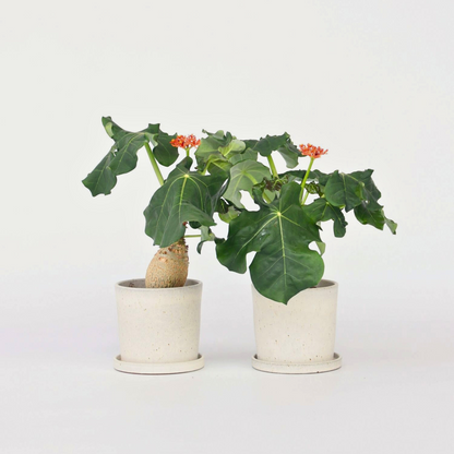 Blooming Houseplants Flaschenpflanze - 2 Stk - Jatropha Podagrica - Höhe 25-45Cm - ⌀13Cm 