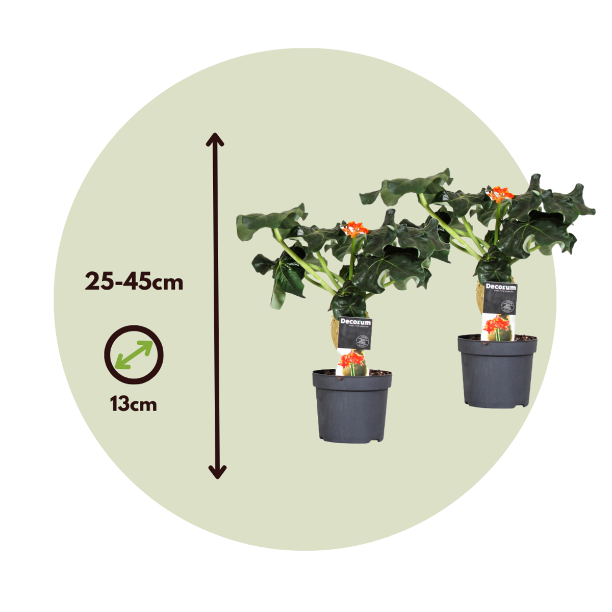 Blooming Houseplants Flaschenpflanze - 2 Stk - Jatropha Podagrica - Höhe 25-45Cm - ⌀13Cm 