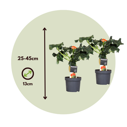 Blooming Houseplants Flaschenpflanze - 2 Stk - Jatropha Podagrica - Höhe 25-45Cm - ⌀13Cm 