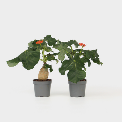 Blooming Houseplants Flaschenpflanze - 2 Stk - Jatropha Podagrica - Höhe 25-45Cm - ⌀13Cm 