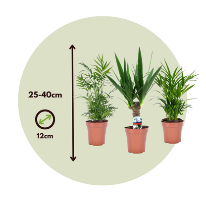 Indoor Palms Kleine Zimmerpalmen - 3 Stk - Mini Indoor Palm Mix - Höhe 25-40Cm - ⌀12Cm 