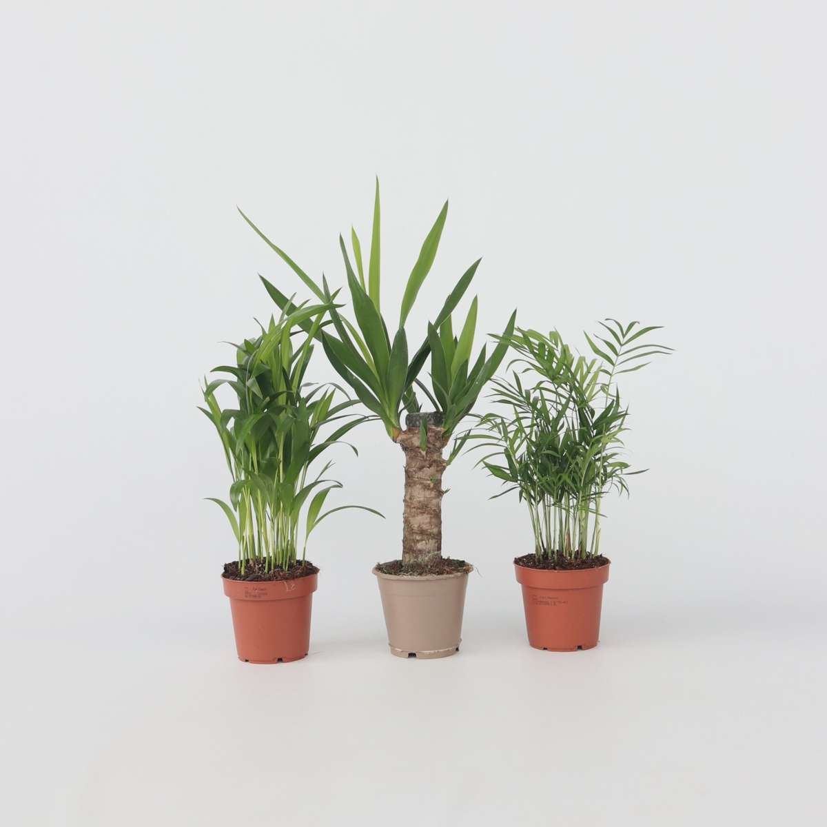 Indoor Palms Kleine Zimmerpalmen - 3 Stk - Mini Indoor Palm Mix - Höhe 25-40Cm - ⌀12Cm 
