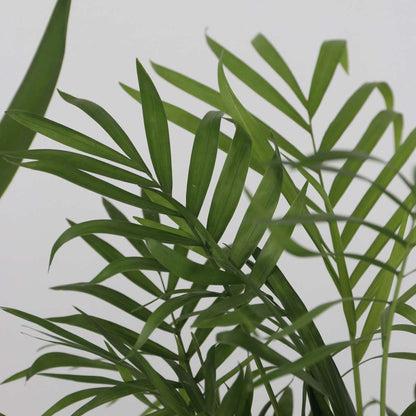 Indoor Palms Kleine Zimmerpalmen - 3 Stk - Mini Indoor Palm Mix - Höhe 25-40Cm - ⌀12Cm 