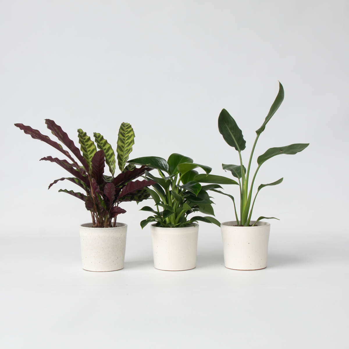 Philodendron Tropischer Mix - 3 Stk - Höhe 25-40Cm - ⌀12Cm 