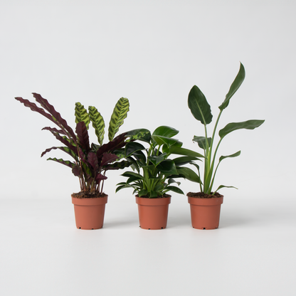 Philodendron Tropischer Mix - 3 Stk - Höhe 25-40Cm - ⌀12Cm 