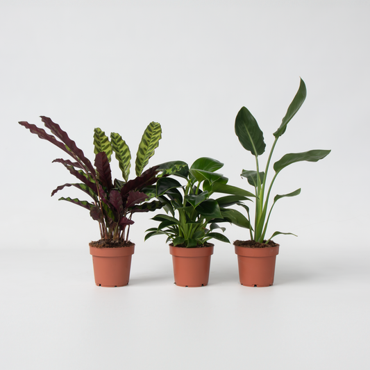 Philodendron Tropischer Mix - 3 Stk - Höhe 25-40Cm - ⌀12Cm 