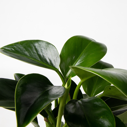 Philodendron Tropischer Mix - 3 Stk - Höhe 25-40Cm - ⌀12Cm 