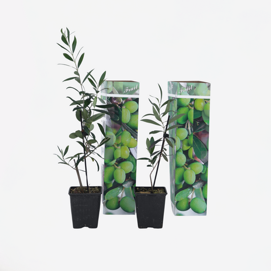 Olive Trees Olivenbaum - 2 Stk - Olea Europaea - Höhe 25-40Cm - ⌀9Cm 