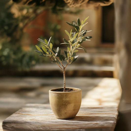 Olive Trees Olivenbaum - 2 Stk - Olea Europaea - Höhe 25-40Cm - ⌀9Cm 