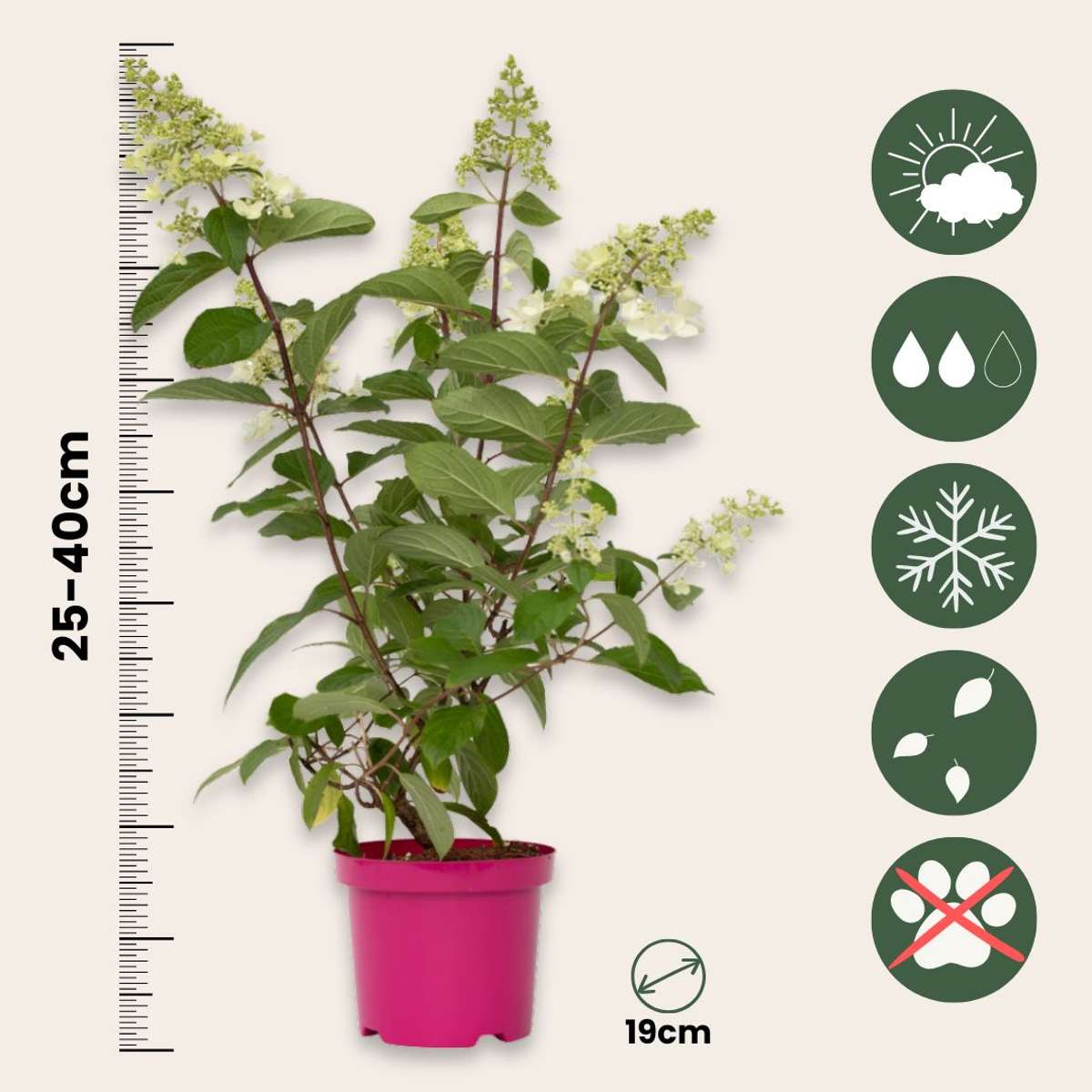 Hydrangea Hortensie - 4 Stk - Hydrangea Paniculata 'Pinky Winky' - Höhe 25-40Cm - ⌀19Cm 