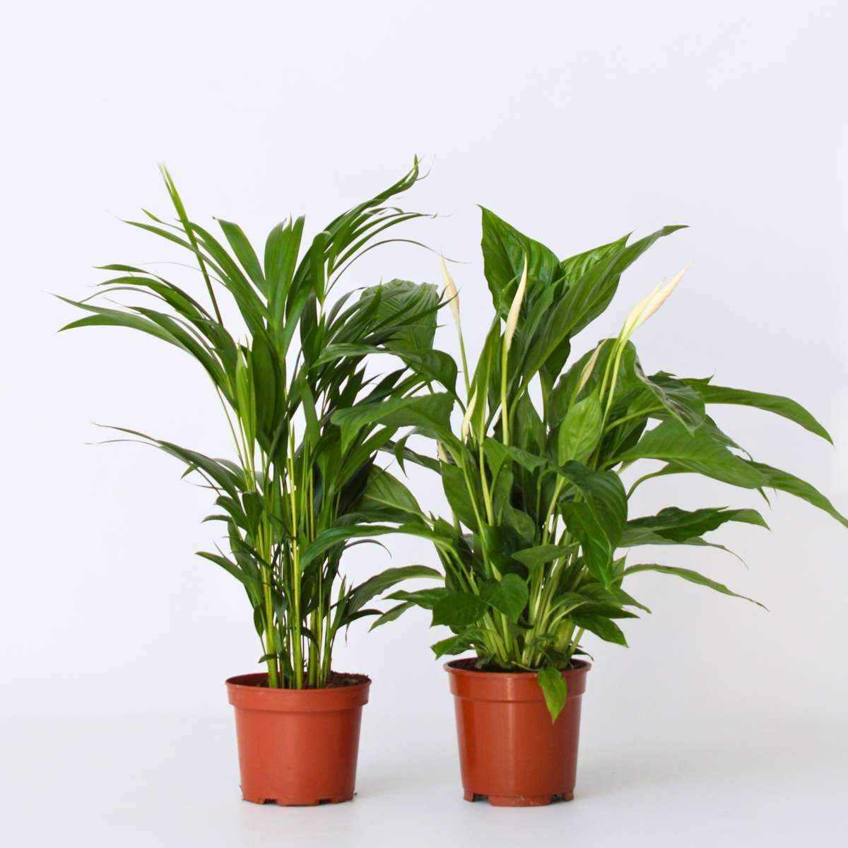 Indoor Palms Lufreinigende Pflanzen - 2 Stk - Spathiphyllum, Dypsis - Höhe 60-75Cm - ⌀17Cm 