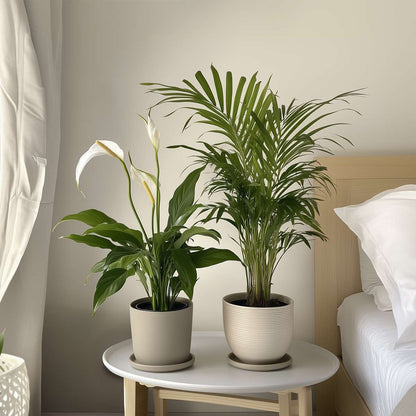 Indoor Palms Lufreinigende Pflanzen - 2 Stk - Spathiphyllum, Dypsis - Höhe 60-75Cm - ⌀17Cm 