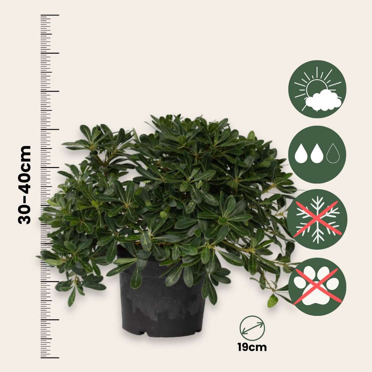 Other Shrubs Lorbeer - Pittosporum Tobira Nanum - Höhe 30-40Cm - ⌀19Cm 