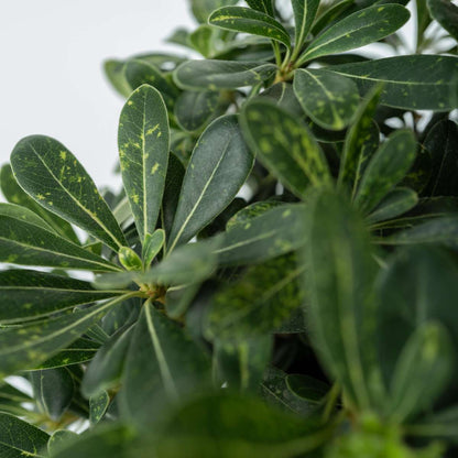 Other Shrubs Lorbeer - Pittosporum Tobira Nanum - Höhe 30-40Cm - ⌀19Cm 