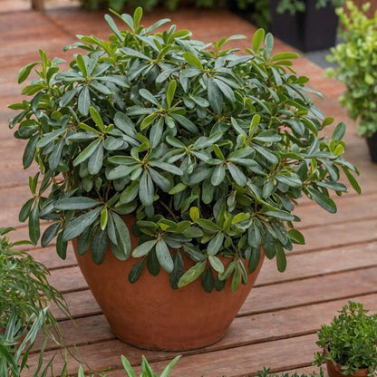 Other Shrubs Lorbeer - Pittosporum Tobira Nanum - Höhe 30-40Cm - ⌀19Cm 
