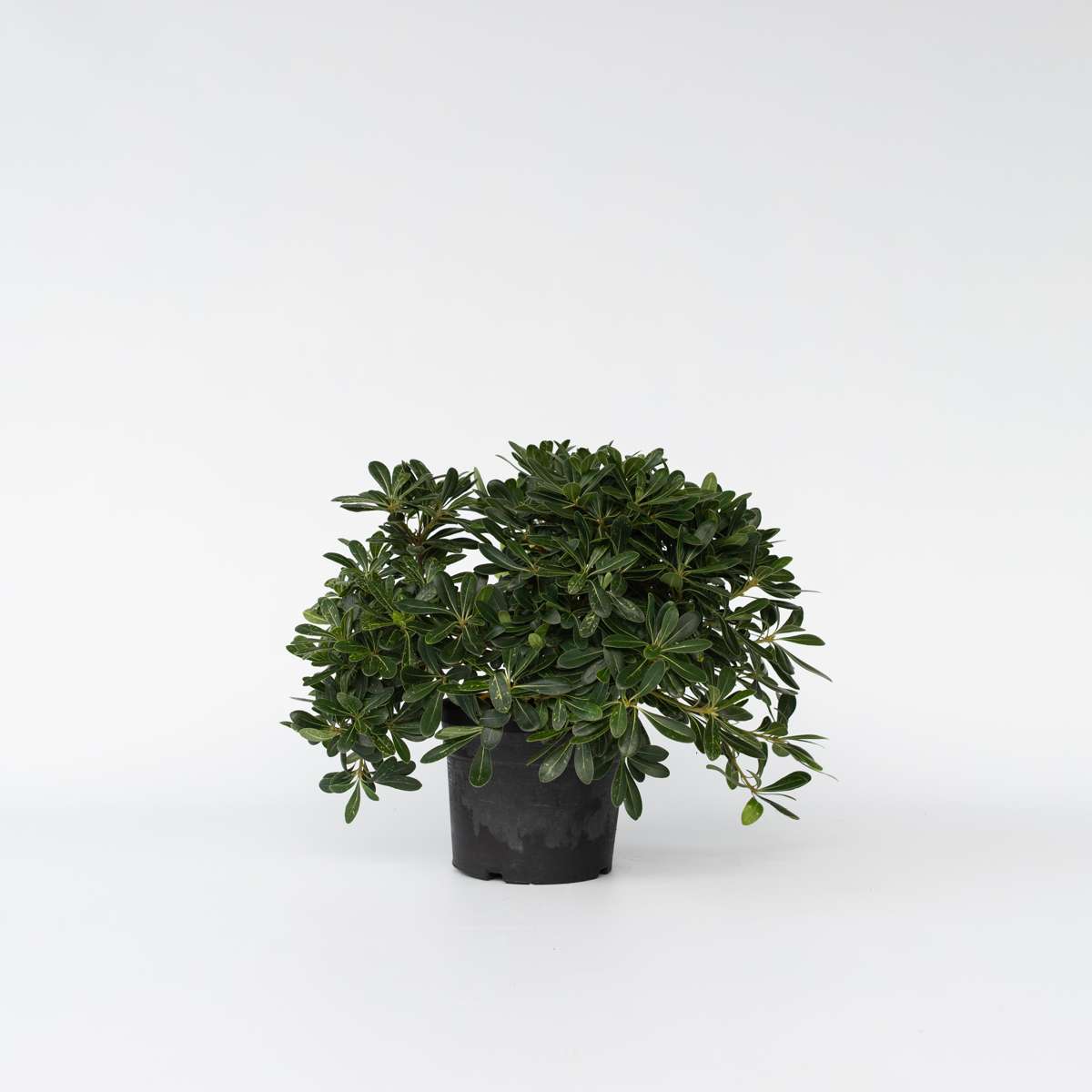 Other Shrubs Lorbeer - Pittosporum Tobira Nanum - Höhe 30-40Cm - ⌀19Cm 